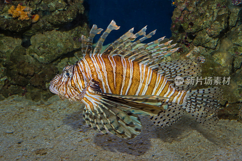 红狮子鱼(Pterois volitans)是一种有毒的珊瑚礁鱼，属于蝎科，蝎目。在印度洋-太平洋地区发现，但已成为加勒比海和美国东海岸的一个巨大入侵问题